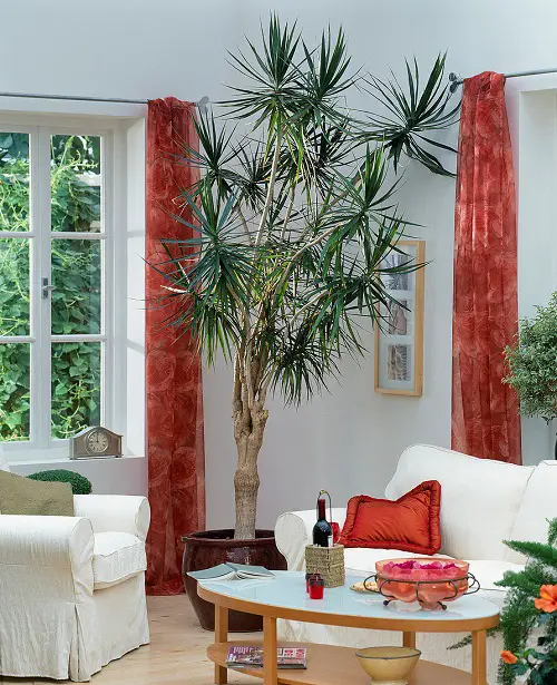 How to Grow Dracaena as a Tree Indoors