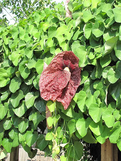beautiful Splendid Vines with Heart Shaped Leaves