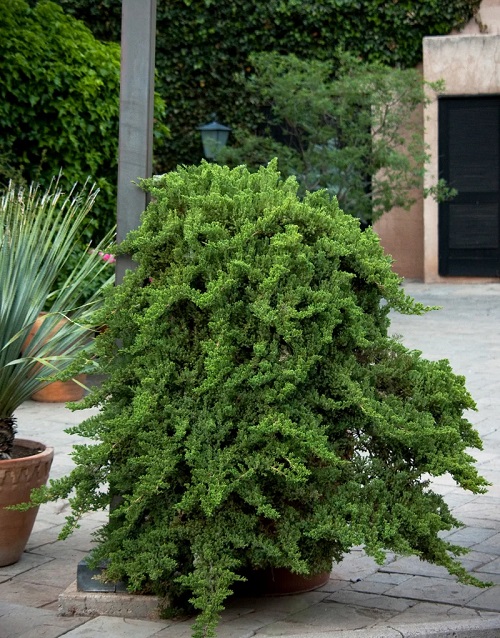 top Native Plants in Europe