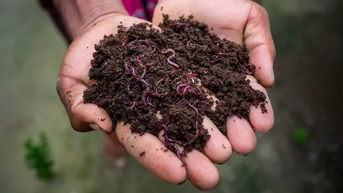 Earthworm Castings