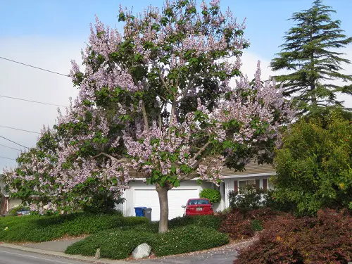 Trees with Purple Flowers in yard