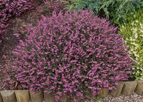 beautiful Bushes with Pink Flowers
