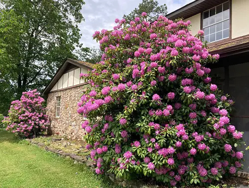 Best Privacy Plants