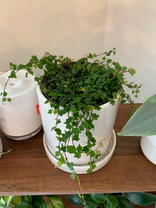 Ficus pumila quercifolia 2