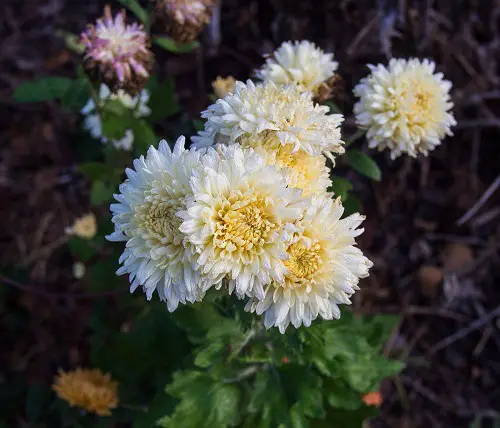 Beautiful Chrysanthemum Types