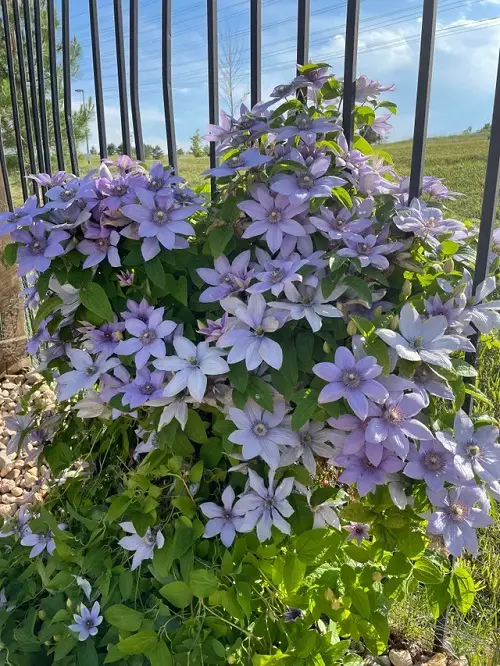 beautiful gardens feature blue-flowering clematis