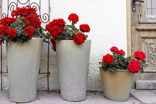 beautiful Plants for Front Door According to Various Cultures