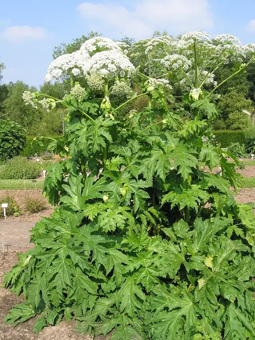 Most Invasive Plants If You See Them, 