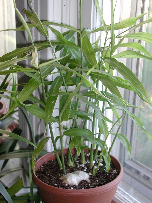 Container Chai Garden