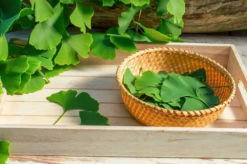 Plants that Promote the Growth of Hair