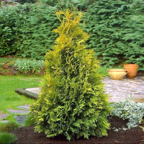 top Breathtaking Trees with Yellow Foliage