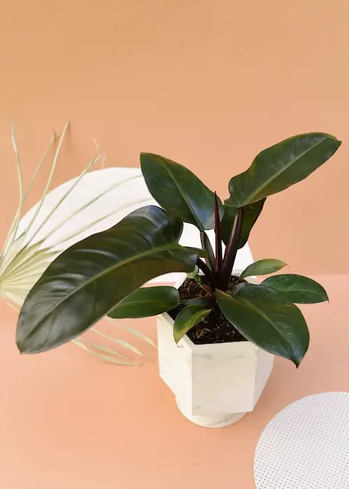Philodendron Black Cardinal