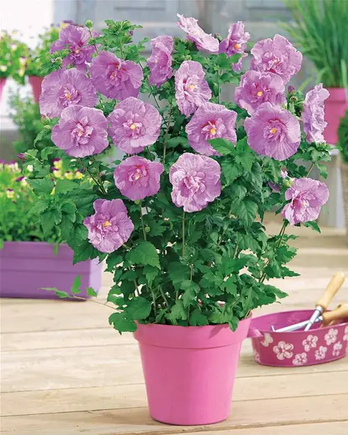 Requirements for Growing Rose of Sharon in Pots