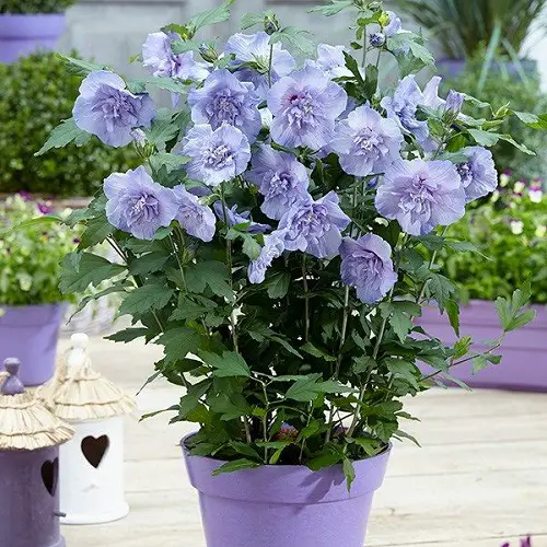 Growing Rose of Sharon in Pots