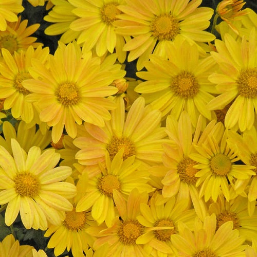 Amazing Stunning Types of Chrysanthemum