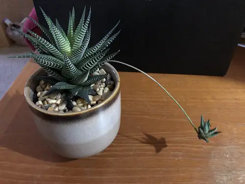 What to Do With Blooming Haworthias