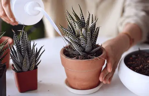 best Haworthias to Bloom