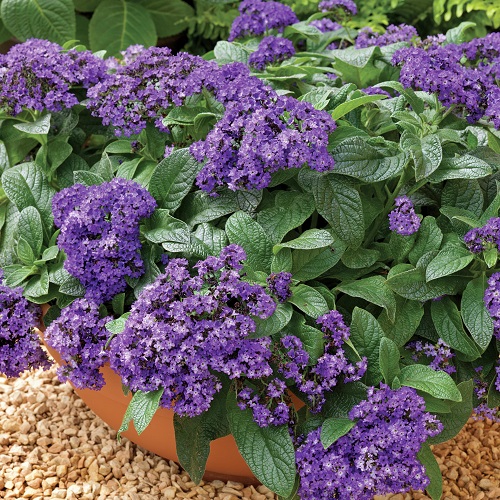 36 Types of Violet Flowers | Best Violet màu sắc Flowers 5