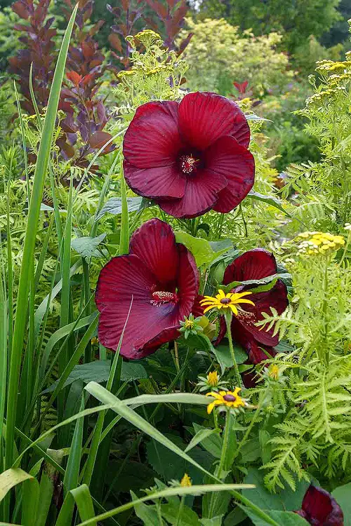 Plants that Grow Huge Flowers