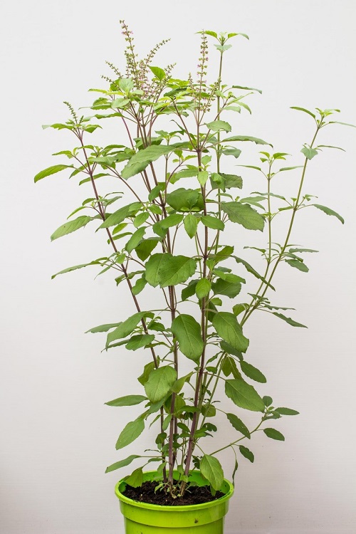 holy basil Container Chai Garden