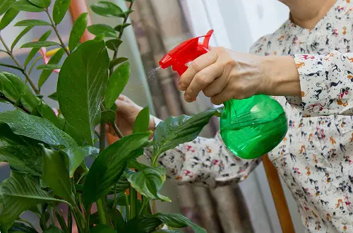 How to Get Rid of Thrips