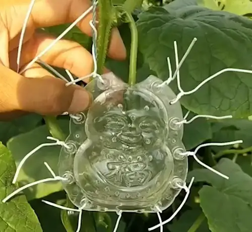 How to Grow Cucumbers in Unique Shapes Sliding in the Cucumber
