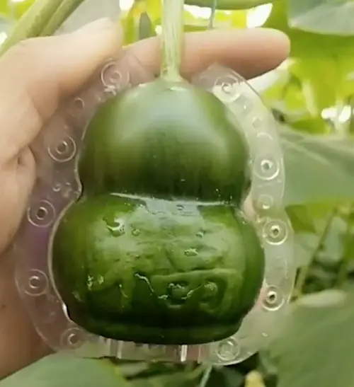 Watch the Cucumber Growing and Taking Shape