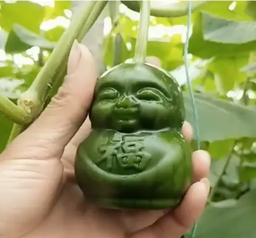 Here it is! Baby Shaped Cucumber!