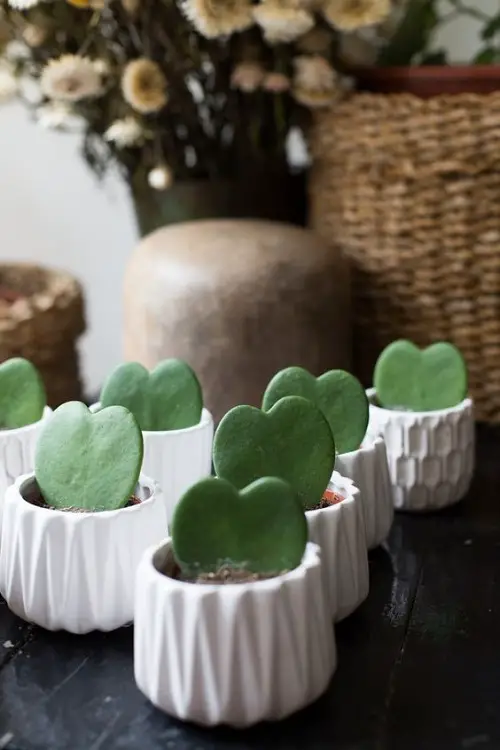 top Charming Little Indoor Plants