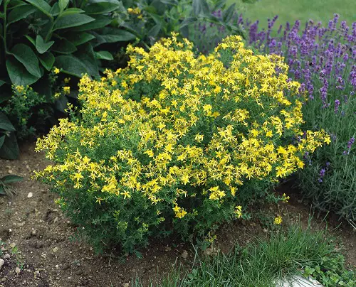 Weeds with Yellow Flowers in yard