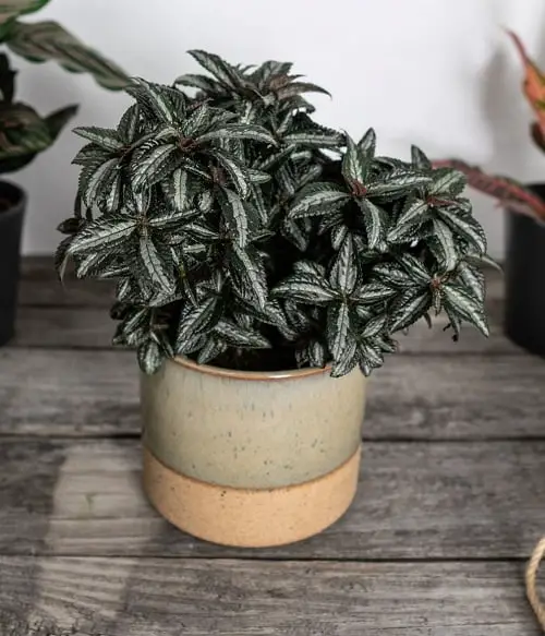 Ideal Pot Size for Growing Pilea Silver Tree