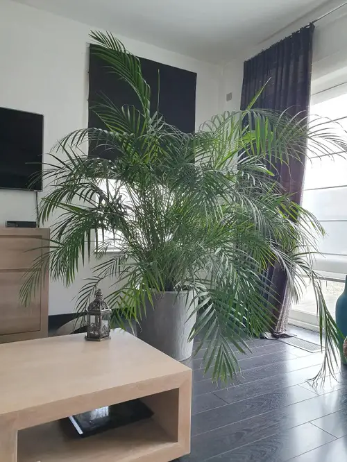 32 Beautiful Indoor Privacy Ideas with Plants 6