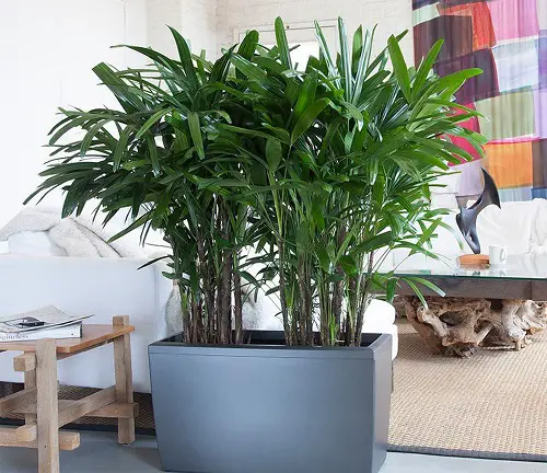 32 Beautiful Indoor Privacy Ideas with Plants 7