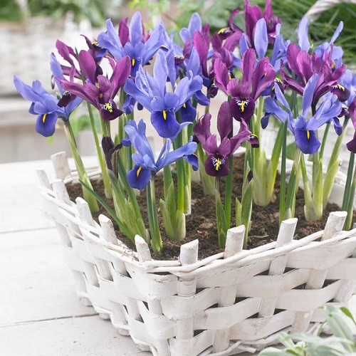 36 Types of Violet Flowers | Best Violet màu sắc Flowers 9