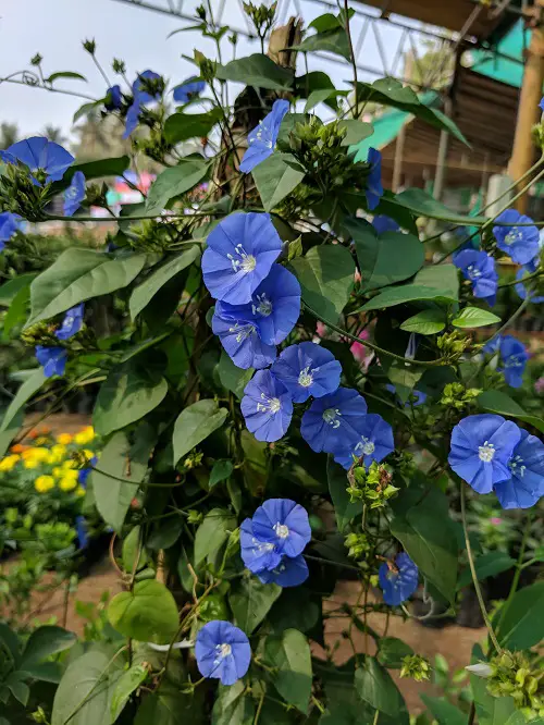 beautiful Blue-flowering vines