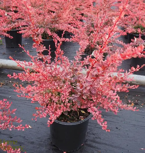 Pink-flowering bushes in the garden