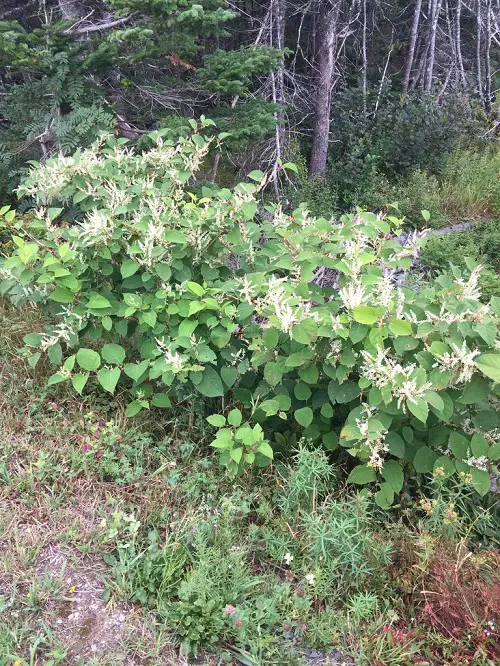 Most Plants Invasive