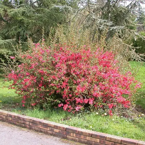 Pink-flowering bushes in the garden 
