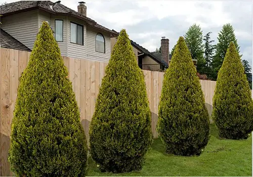 Privacy Plants That Make the Ideal Outdoor Screen