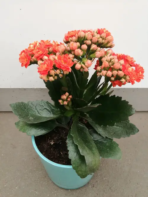 beautiful  Types of Flowering Kalanchoe Varieties