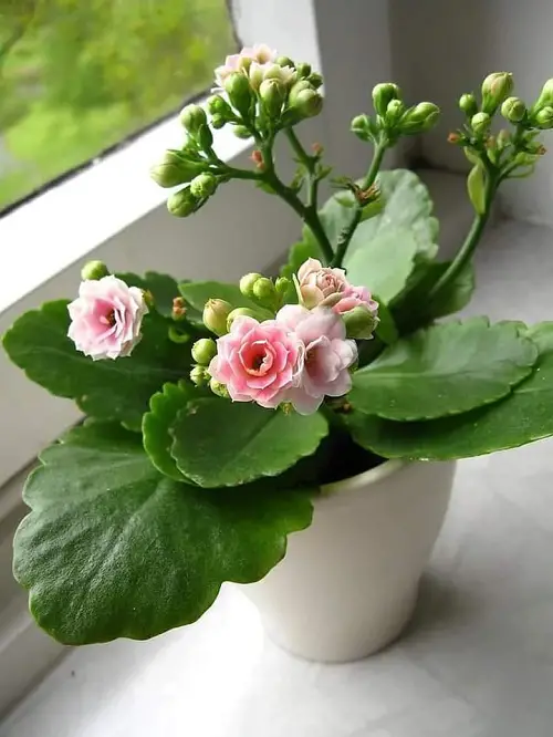 Top best Types of Flowering Kalanchoe Varieties 3