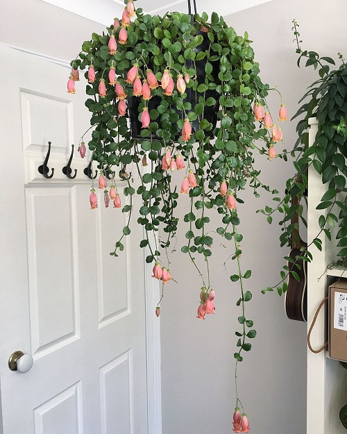 lovely Greatest Variety of Blooming Kalanchoes