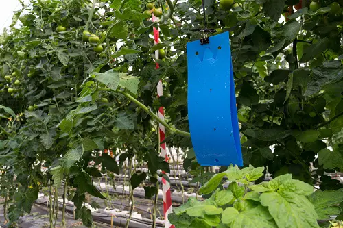 Kill Adult Thrips with Blue Sticky Traps