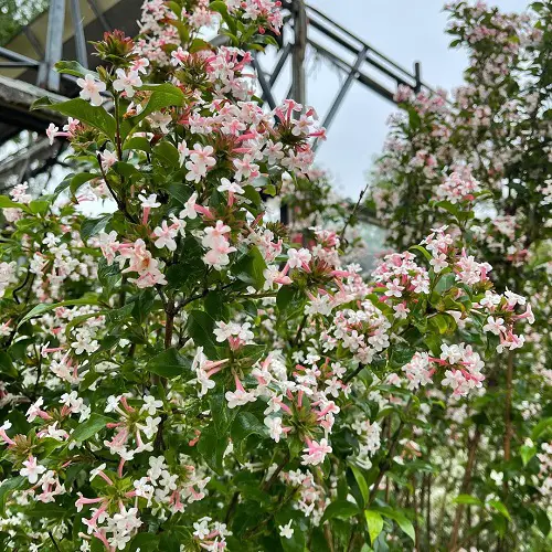 Pink-flowering bushes in the yard