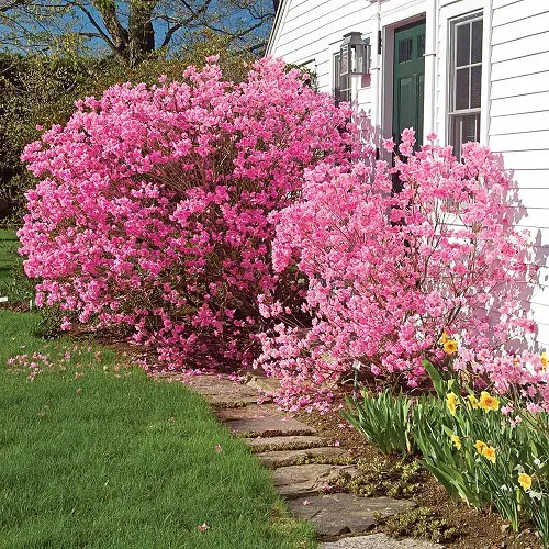 Bushes with Pink Flowers top
