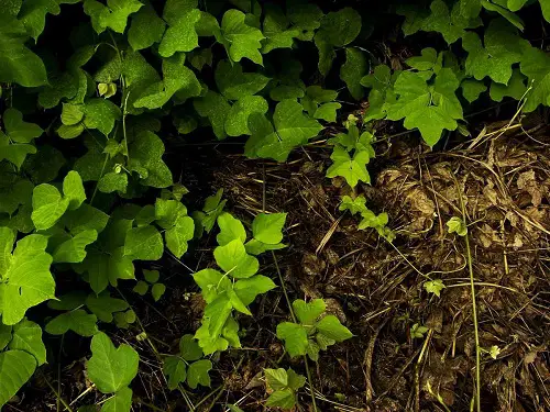 Most Invasive Plants: If You See Them, Remove Immediately