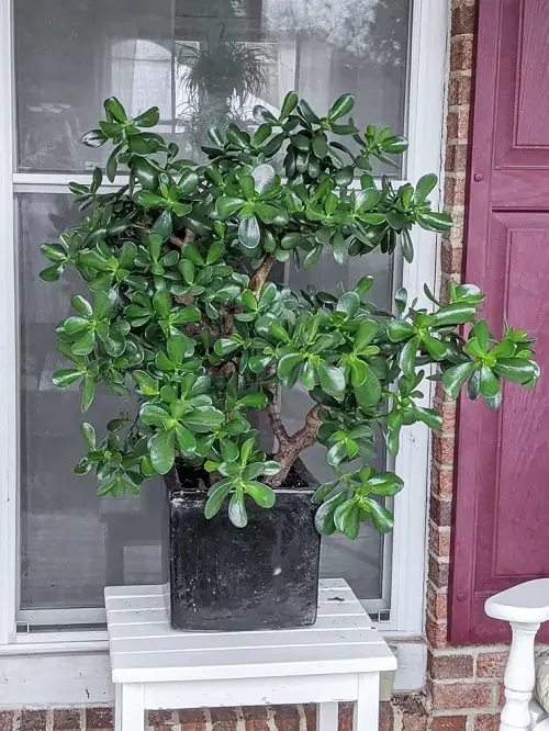 jade Plants for Front Door According to Various Cultures