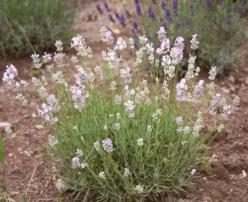 Best Types of Lavender 8