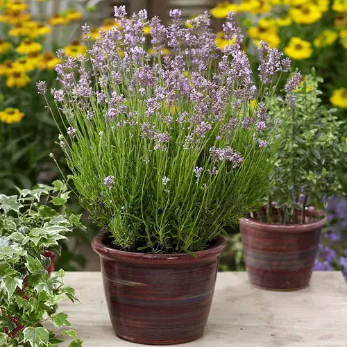 beautiful Types of Lavender