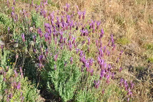 Types of Lavender in yard